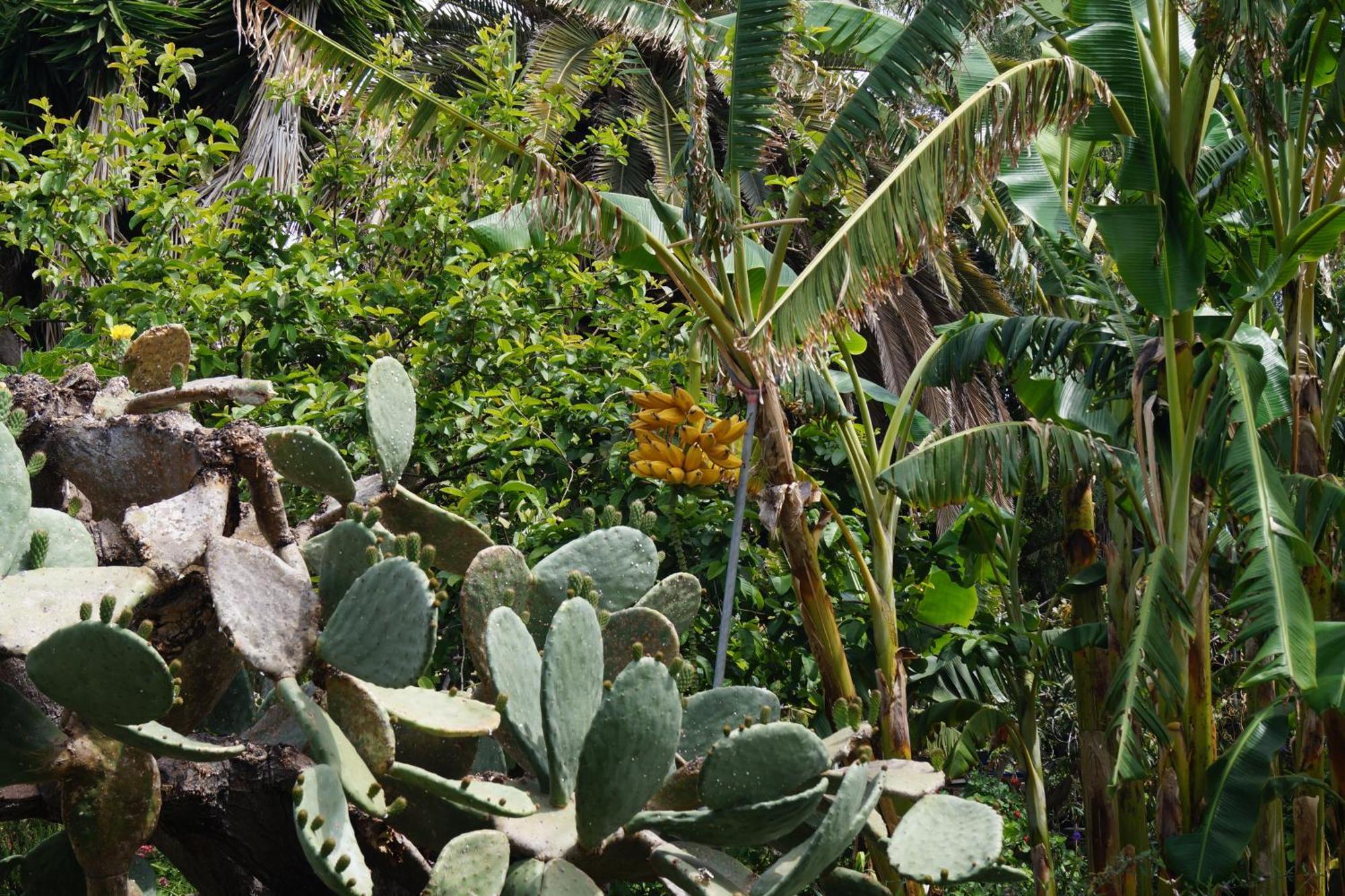 La Casita Del Jardinero Villa Los Llanos De Aridane Eksteriør billede