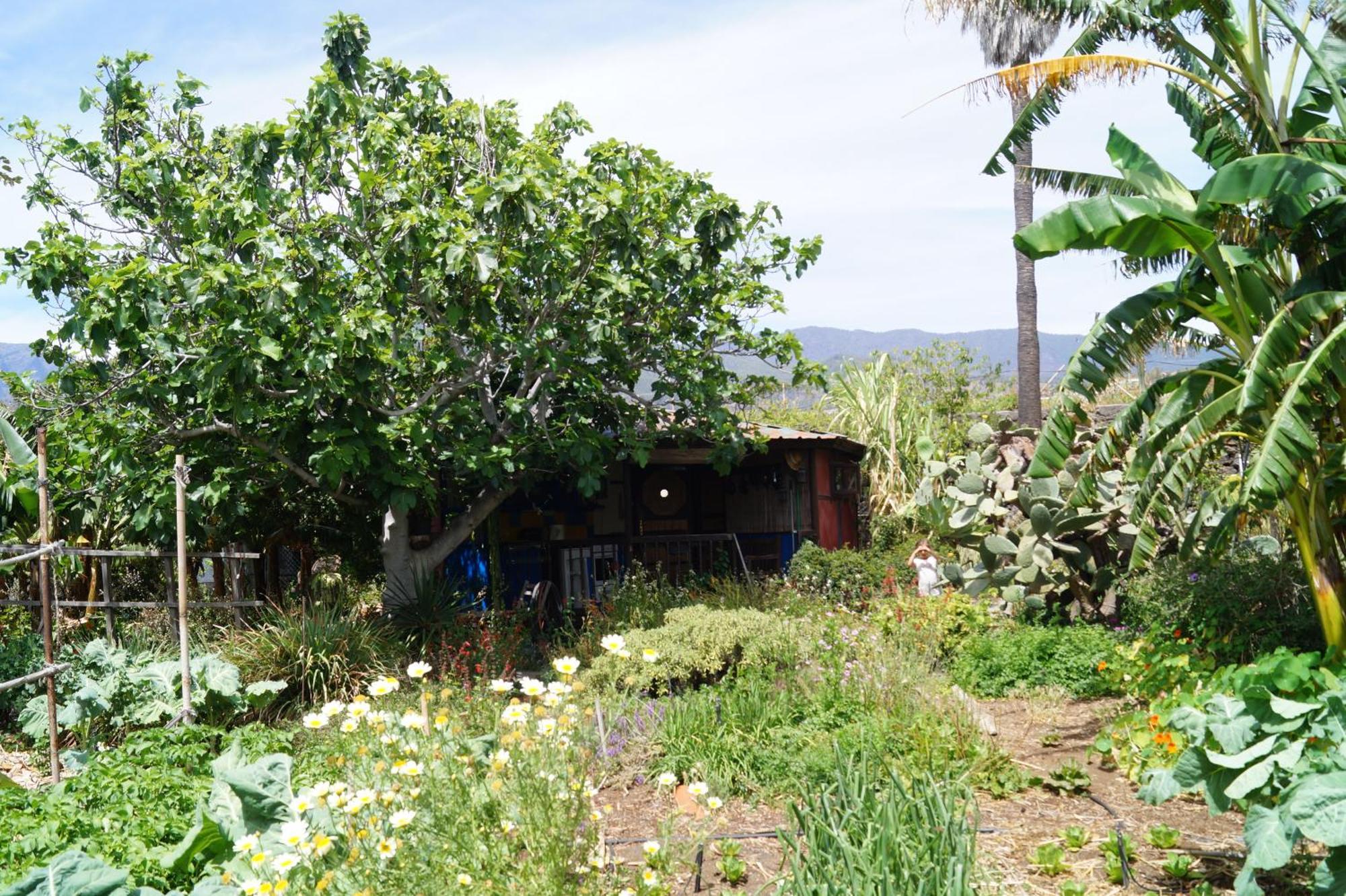 La Casita Del Jardinero Villa Los Llanos De Aridane Eksteriør billede